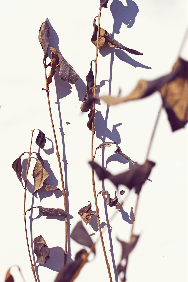 Dried Branches With Leaves And Their Shadow