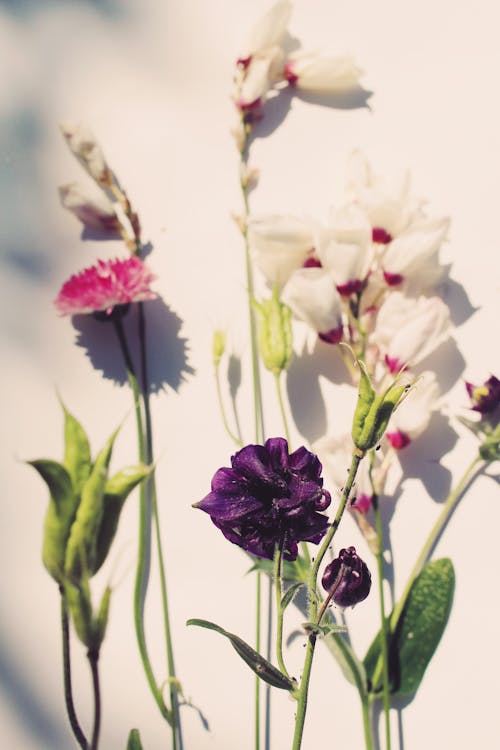Free stock photo of flower arrangement, flowers, mood