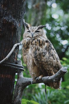 owl photo