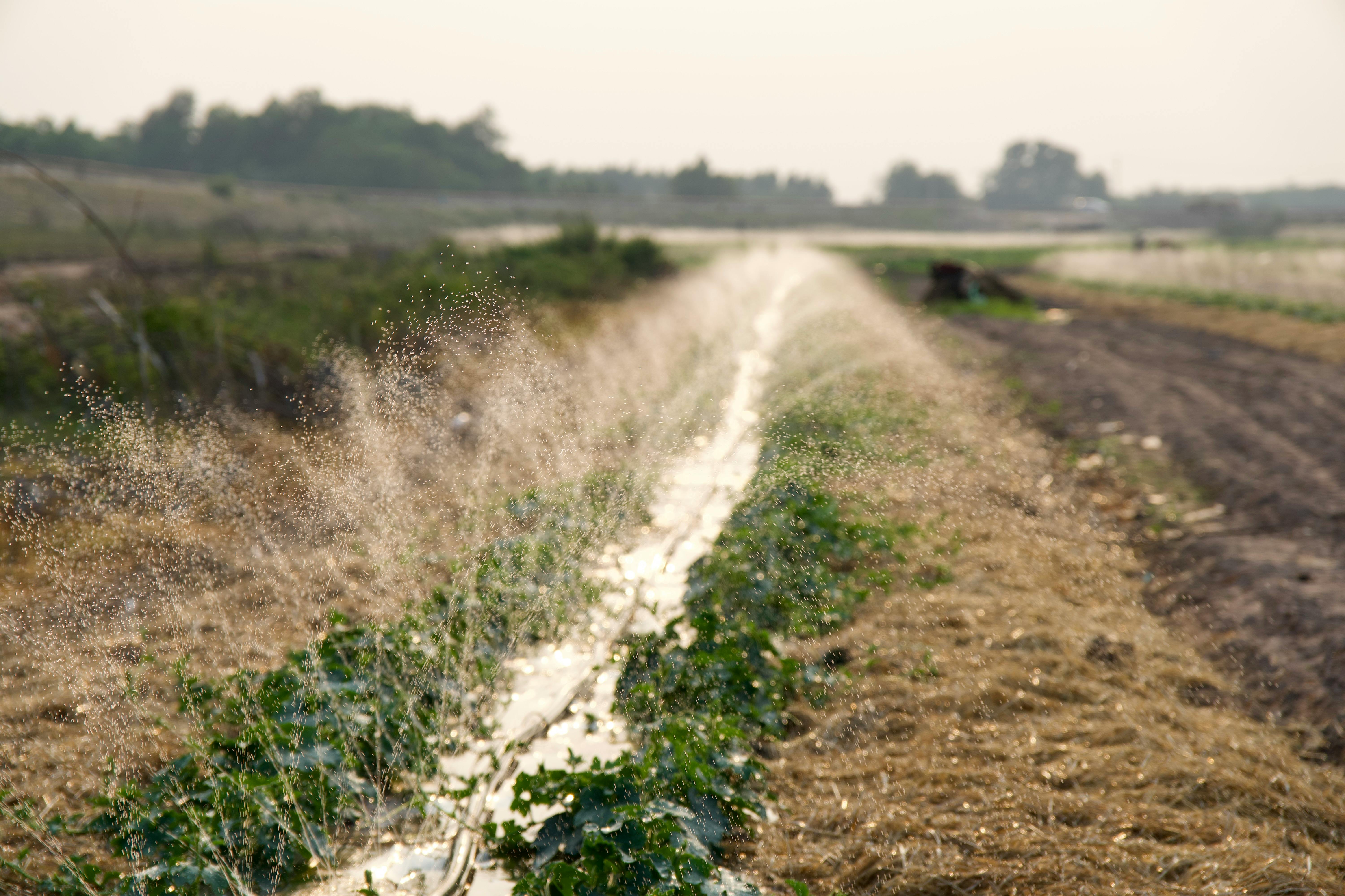 Efficient irrigation in a sunlit field