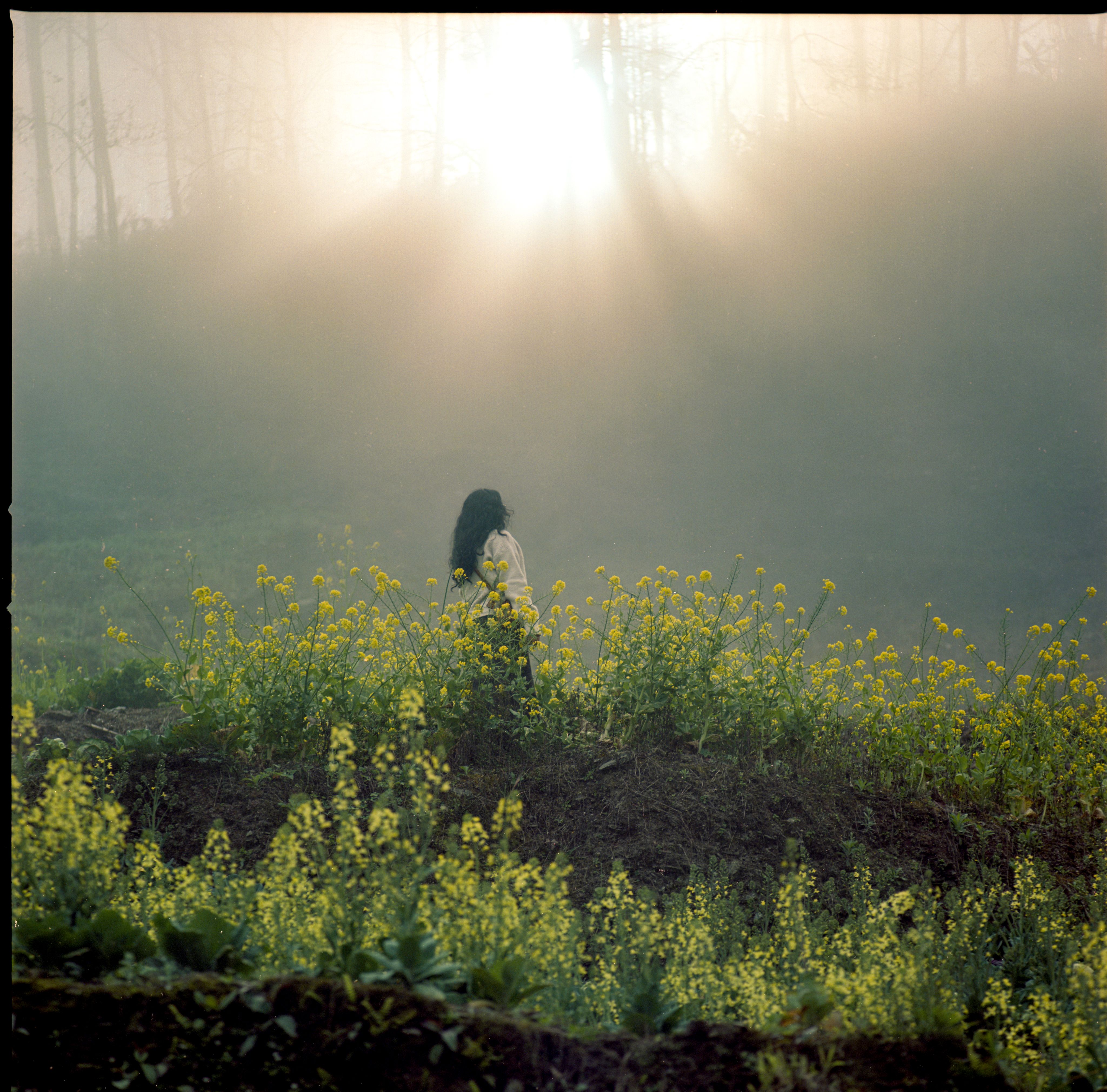 Serene Morning in Hà Giang's Misty Fields · Free Stock Photo