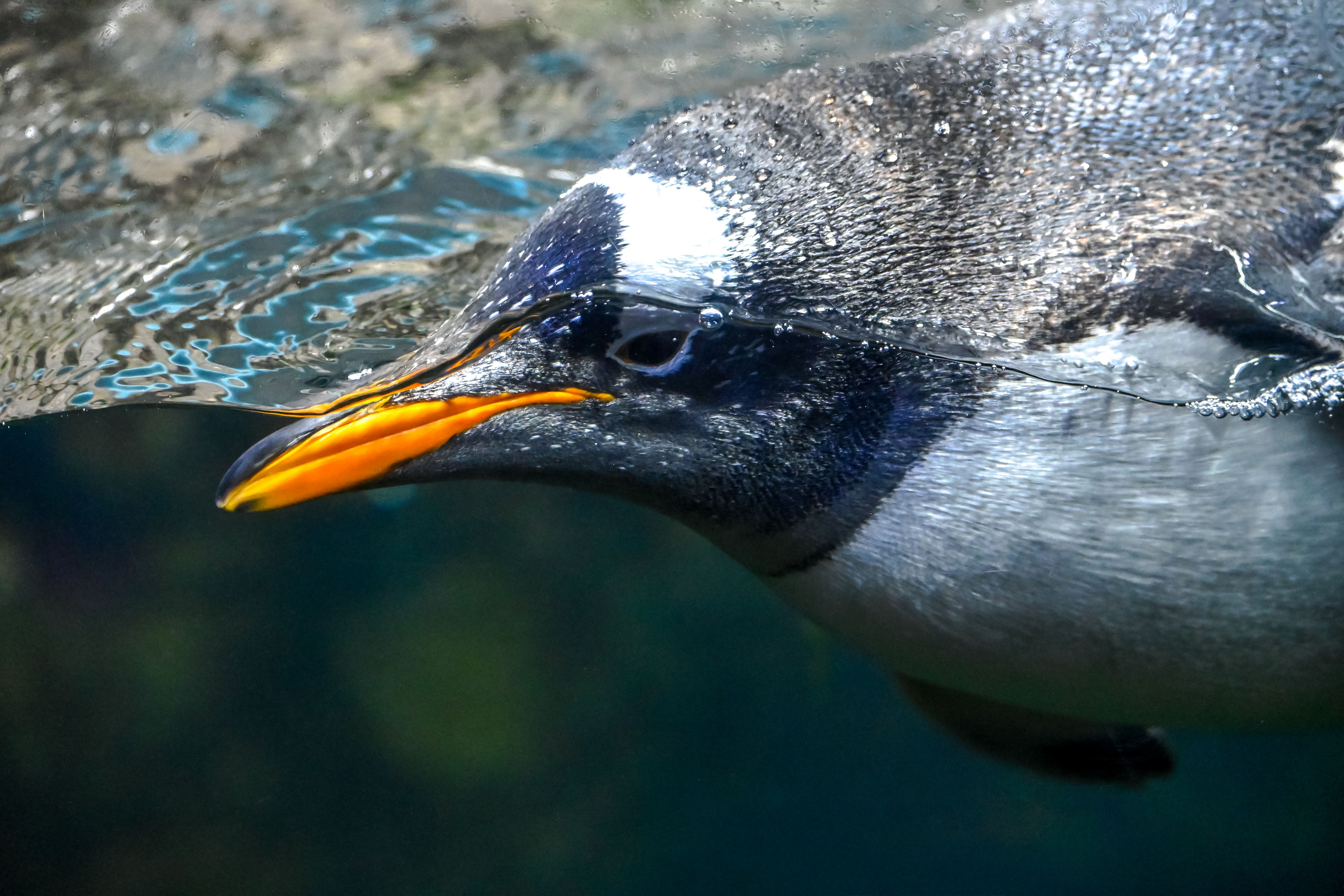 Primer Plano De Un Pingüino Papúa Nadando Bajo El Agua · Foto de stock ...