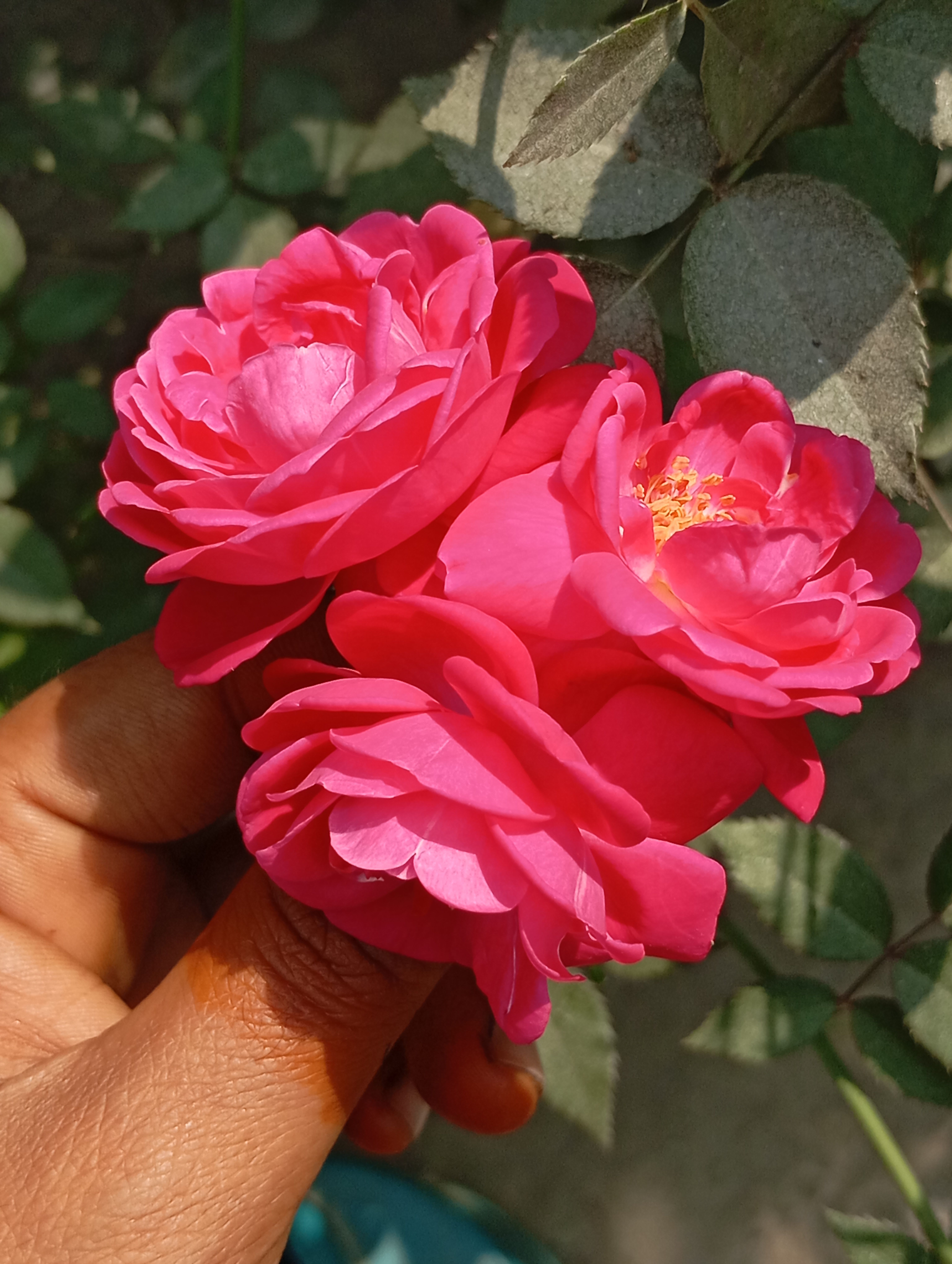Close-up of Vibrant Pink Roses in Hand · Free Stock Photo