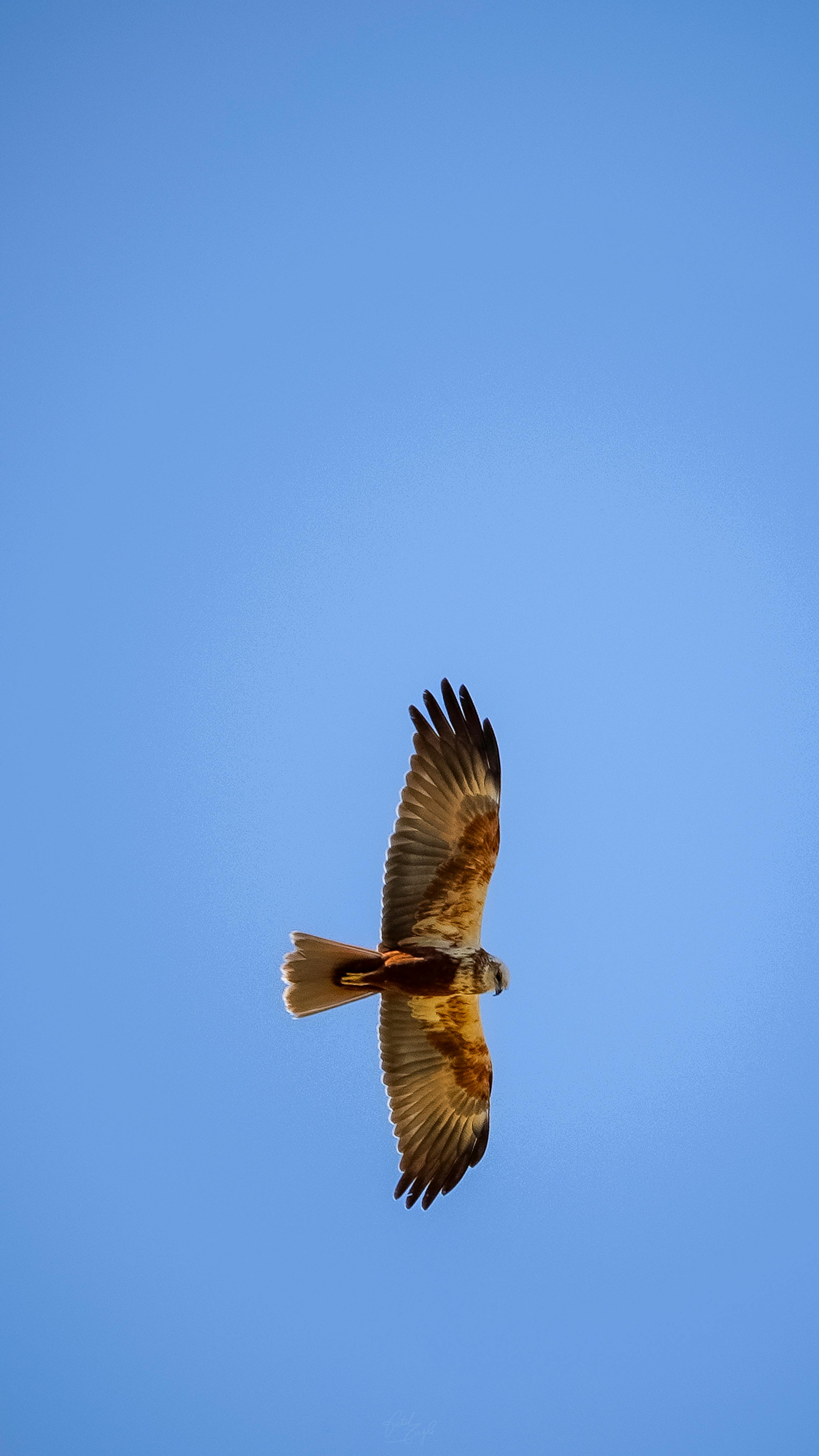 免費 一隻鷹在充滿活力的藍天上優雅地飛翔，象徵著自由和力量。 圖庫相片