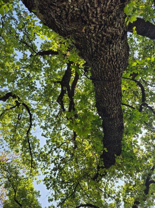 Free Experience the serene beauty of a lush oak tree canopy, captured from a unique upward perspective. Stock Photo