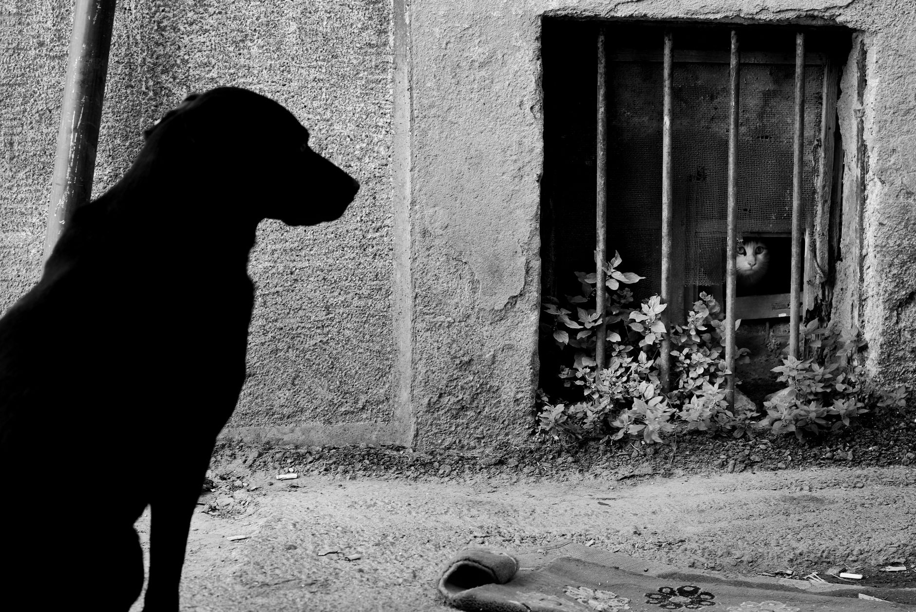 Portrait of a pet at a veterinary clinic