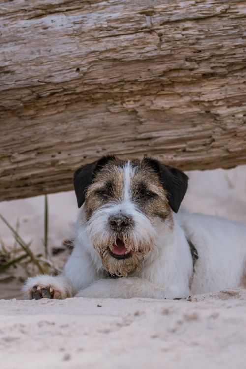 Free A cute Jack Russell Terrier enjoying a sunny day at the beach in Ragaciems, Latvia. Stock Photo