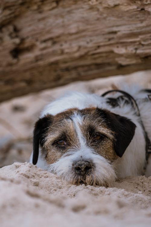 Free Adorable Jack Russell Terrier lying on sandy beach under driftwood on a warm sunny day at Ragaciems, Latvia. Stock Photo