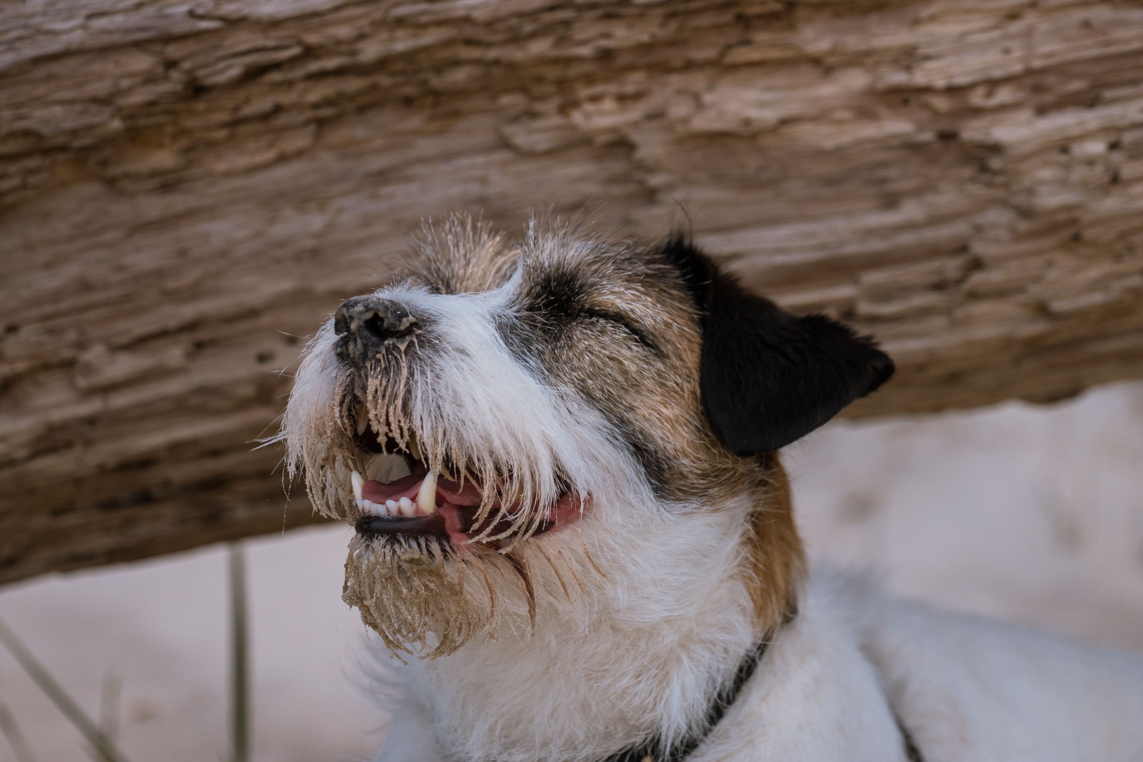 Rapawzel Dog Grooming &amp; Daycare Opens New Location on Manhattan’s Upper West Side — Photo by Krista Glīzdeniece on Pexels