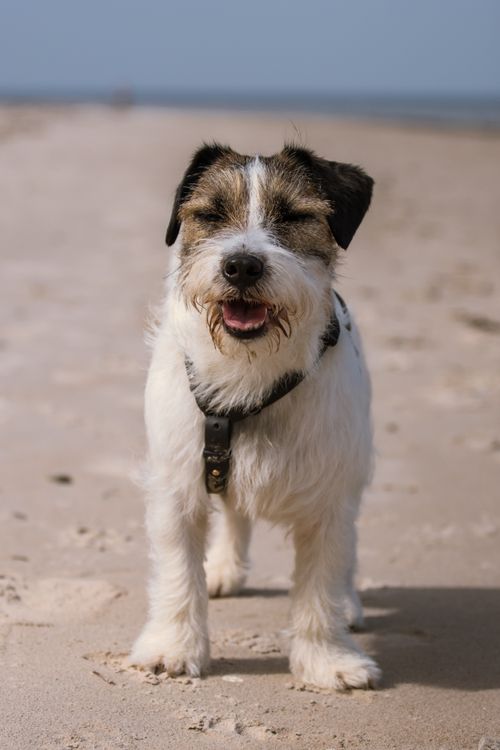 Free Cute Jack Russell Terrier enjoying a sunny day at the sandy Baltic Sea beach in Ragaciems, Latvia. Stock Photo