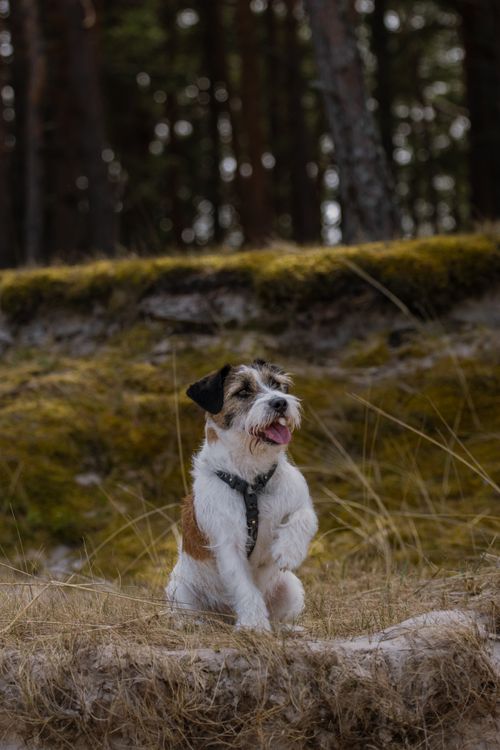 Free A cheerful Jack Russell Terrier exploring a mossy forest in Ragaciems, Latvia. Stock Photo