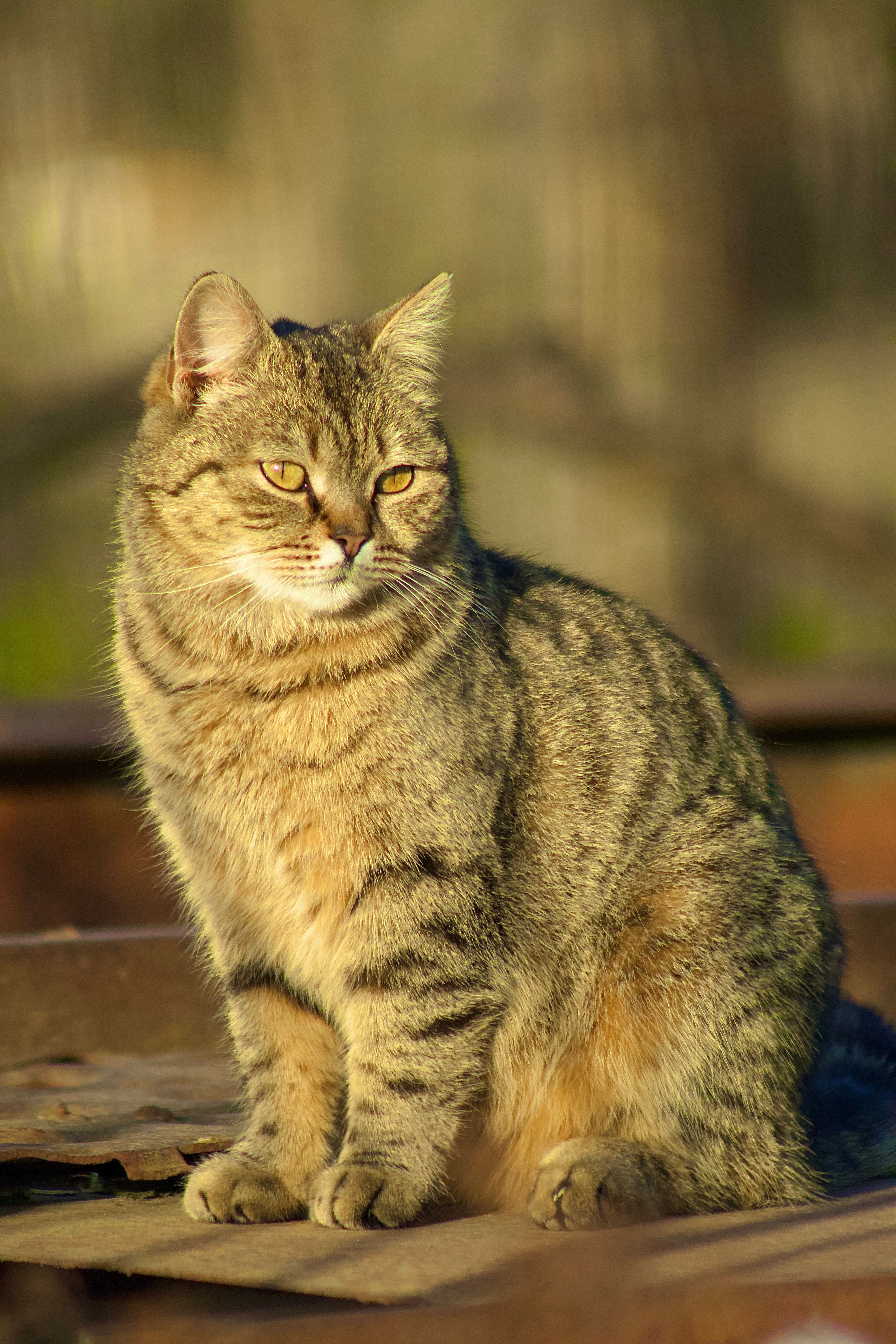 Close-up of a Striped Tabby Cat in Sunlight · Free Stock Photo
