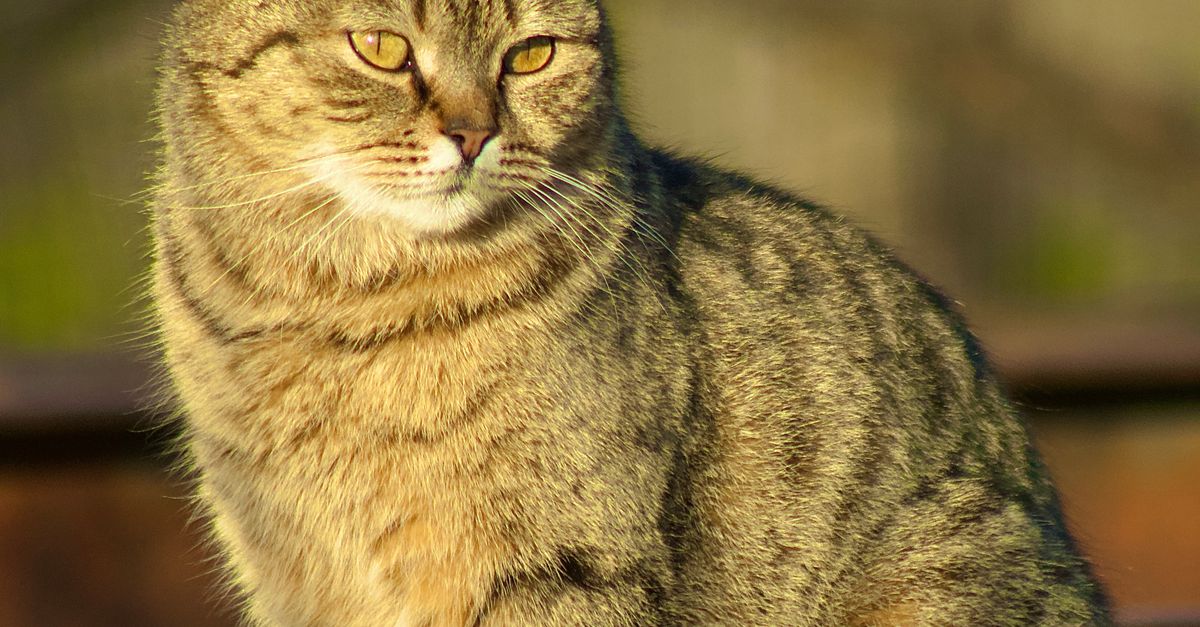 Sriped Pattern Cat Close-up of a Striped Tabby Cat in Sunlight · Free Stock Photo