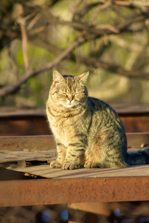 Content Tabby Cat Sitting Outdoors in Sunshine · Free Stock Photo