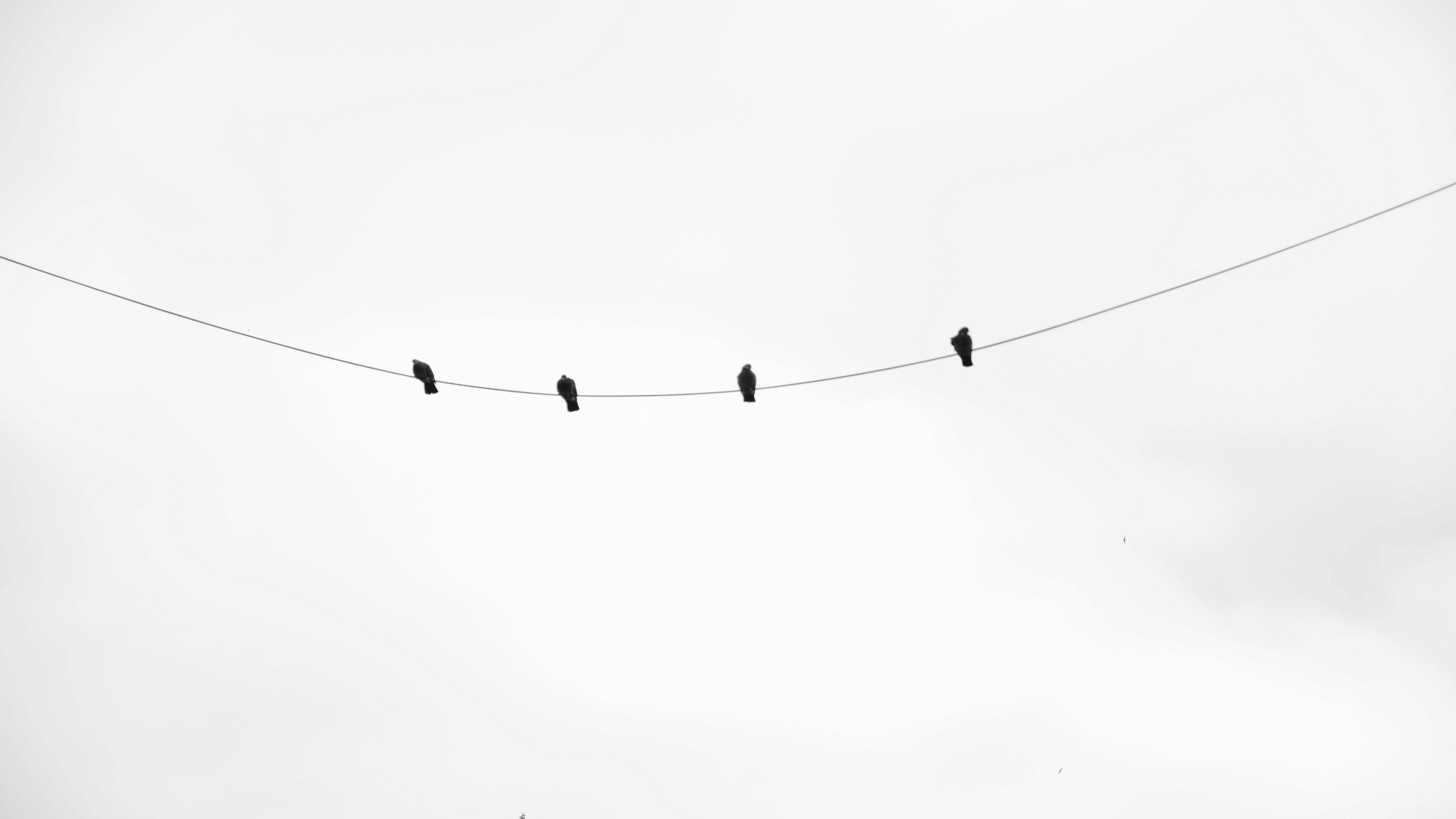 Gratis Svarte fugler satt på en ledning mot en hvit himmel, minimalistisk utsikt. Arkivbilde