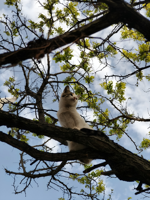 Free A serene white cat perched on tree branches against a vibrant blue sky in İstanbul. Stock Photo