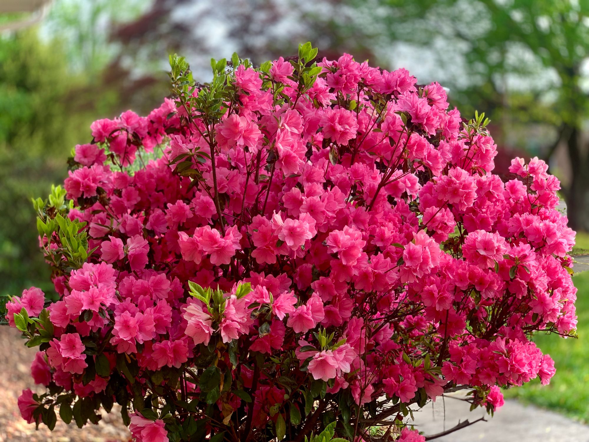 Azalea Botma Vibrant Pink Azaleas in Full Bloom Outdoors · Free Stock Photo