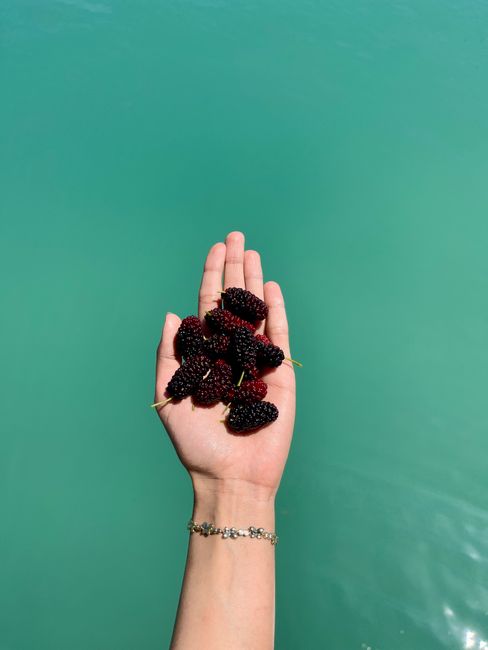 A hand holding fresh mulberries over a turquoise water backdrop in Antalya, Türkiye.