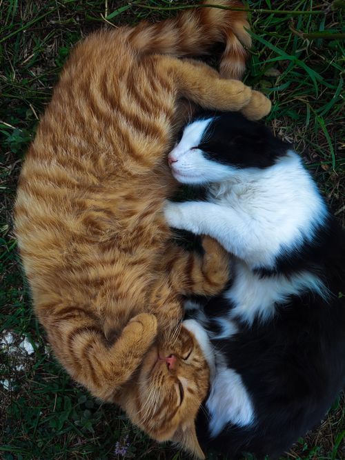 Free Two cats, a ginger tabby and a black and white, peacefully napping together on green grass. Stock Photo