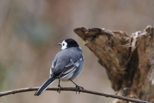 Free A white wagtail bird resting on a branch in Oldendorf, Germany. Stock Photo