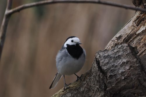 Free A white wagtail (Motacilla alba) perched on a tree branch in Oldendorf, capturing natural beauty. Stock Photo