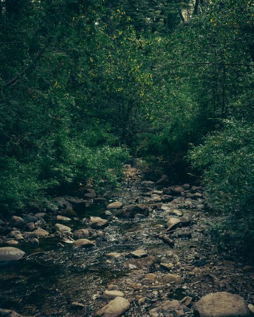 Free Serene forest stream surrounded by lush greenery in San Carlos de Bariloche, Argentina. Stock Photo