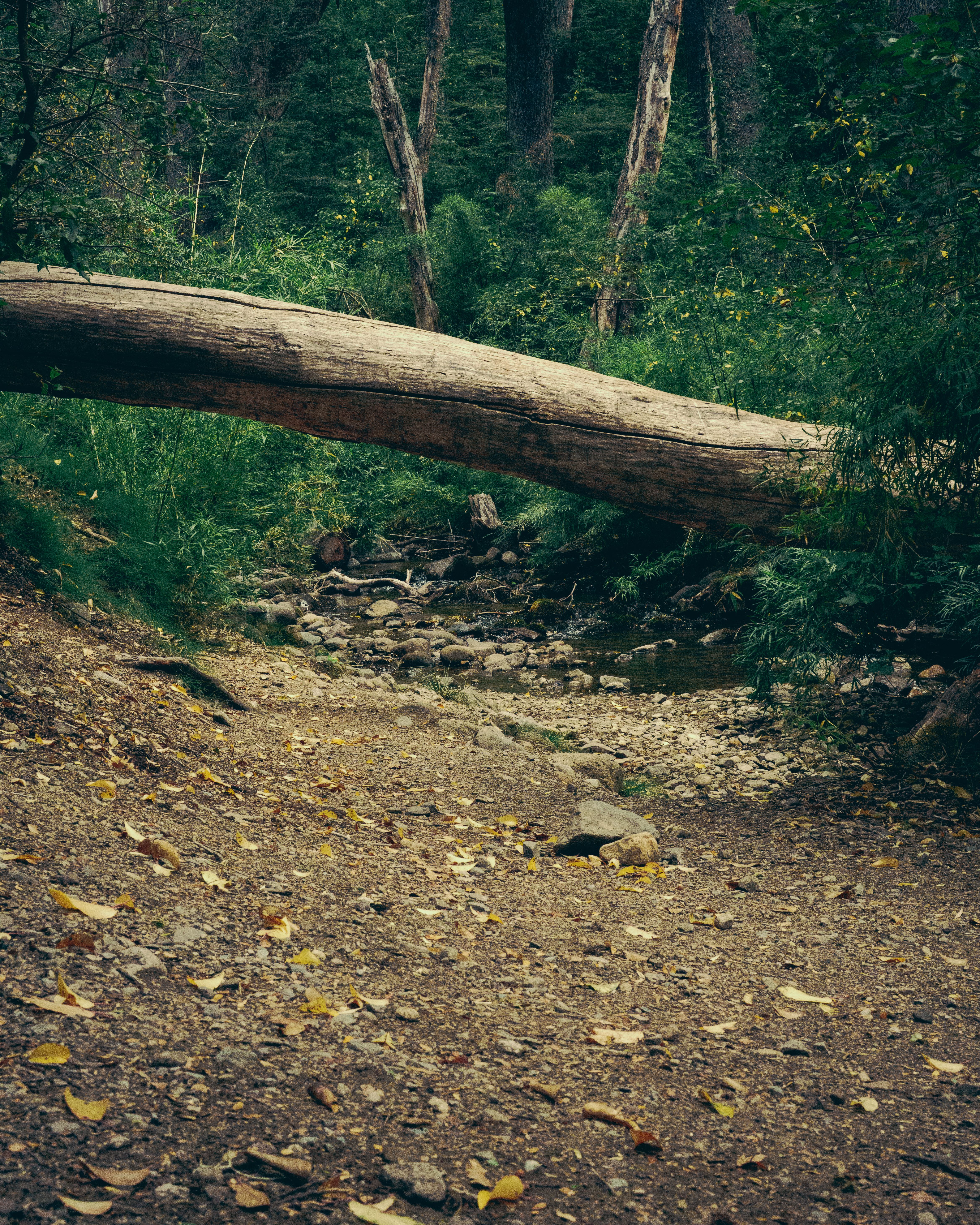 Serene forest with a fallen tree over a stream in Bariloche, Argentina.