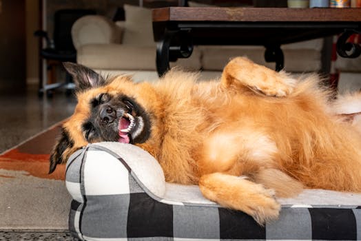A cheerful dog enjoys a peaceful nap indoors, showcasing ultimate relaxation.