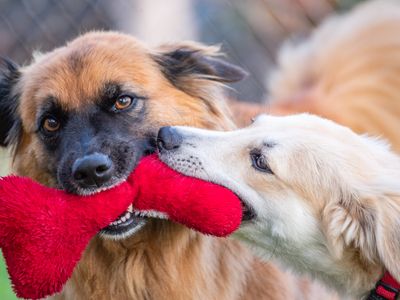 KONG Classic Dog Toy