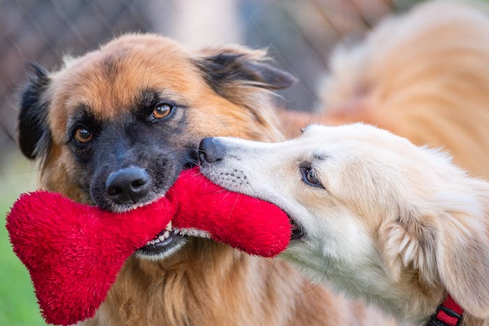 Dogs playing tug-of-war with a toy