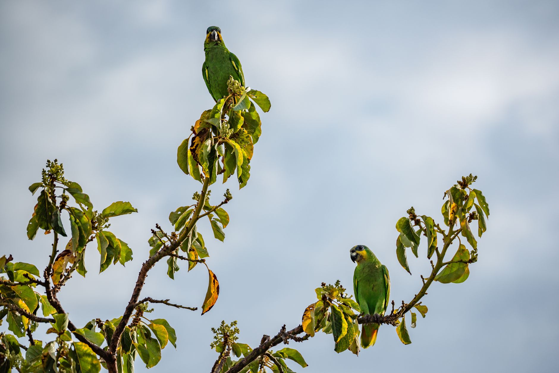 Caroni Bird Sanctuary