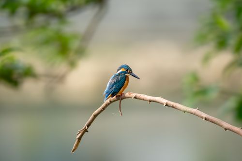 Free A brightly colored kingfisher bird resting on a branch in a tranquil outdoor setting. Stock Photo