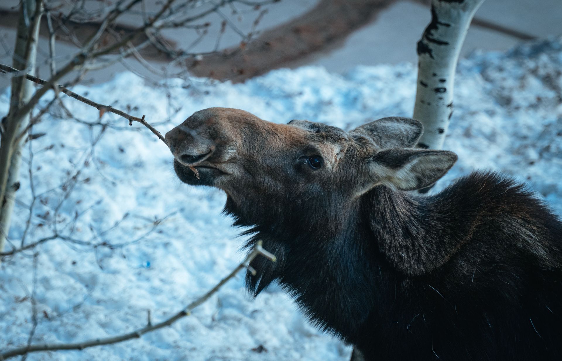A moose feeds on branches against a snowy winter backdrop, highlighting nature's resilience.