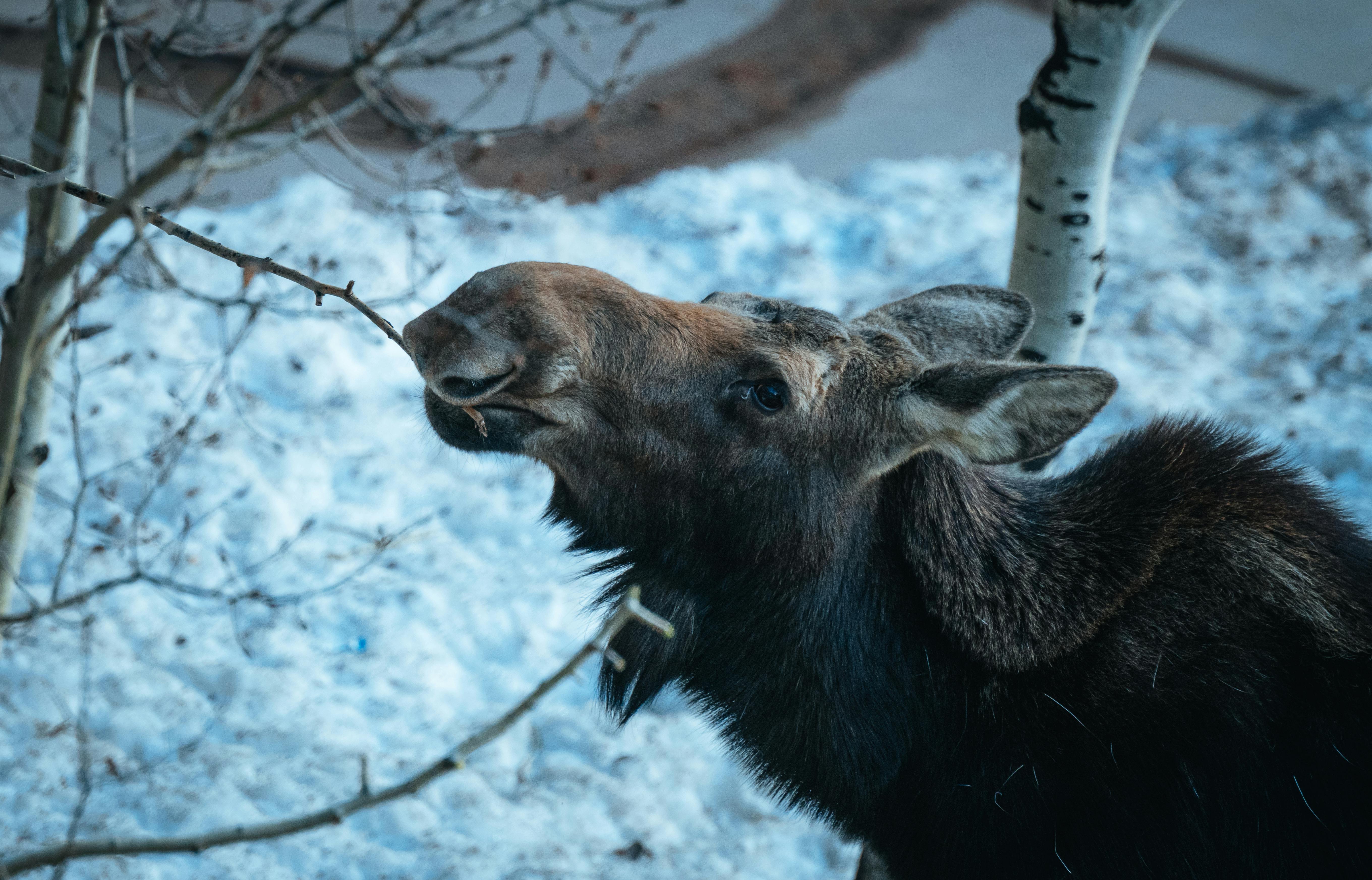 grátis Um alce se alimenta de galhos em um cenário de inverno nevado, destacando a resiliência da natureza. Foto profissional