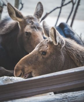Two moose resting peacefully in a natural setting showcasing their majestic appearance.