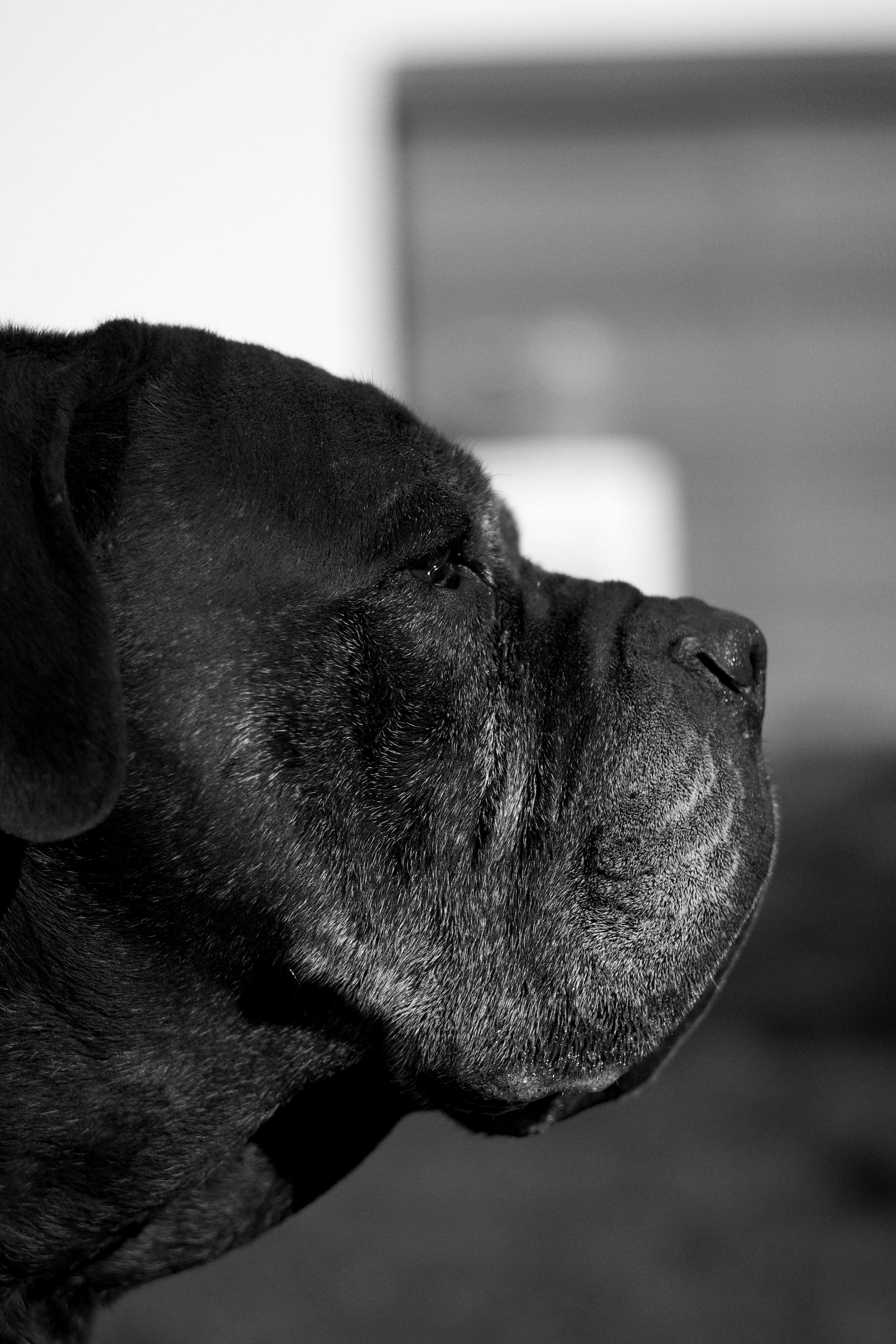 Neapolitan Mastiff