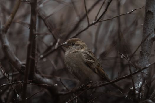 A sparrow blends seamlessly into bare winter branches, showcasing natural camouflage.