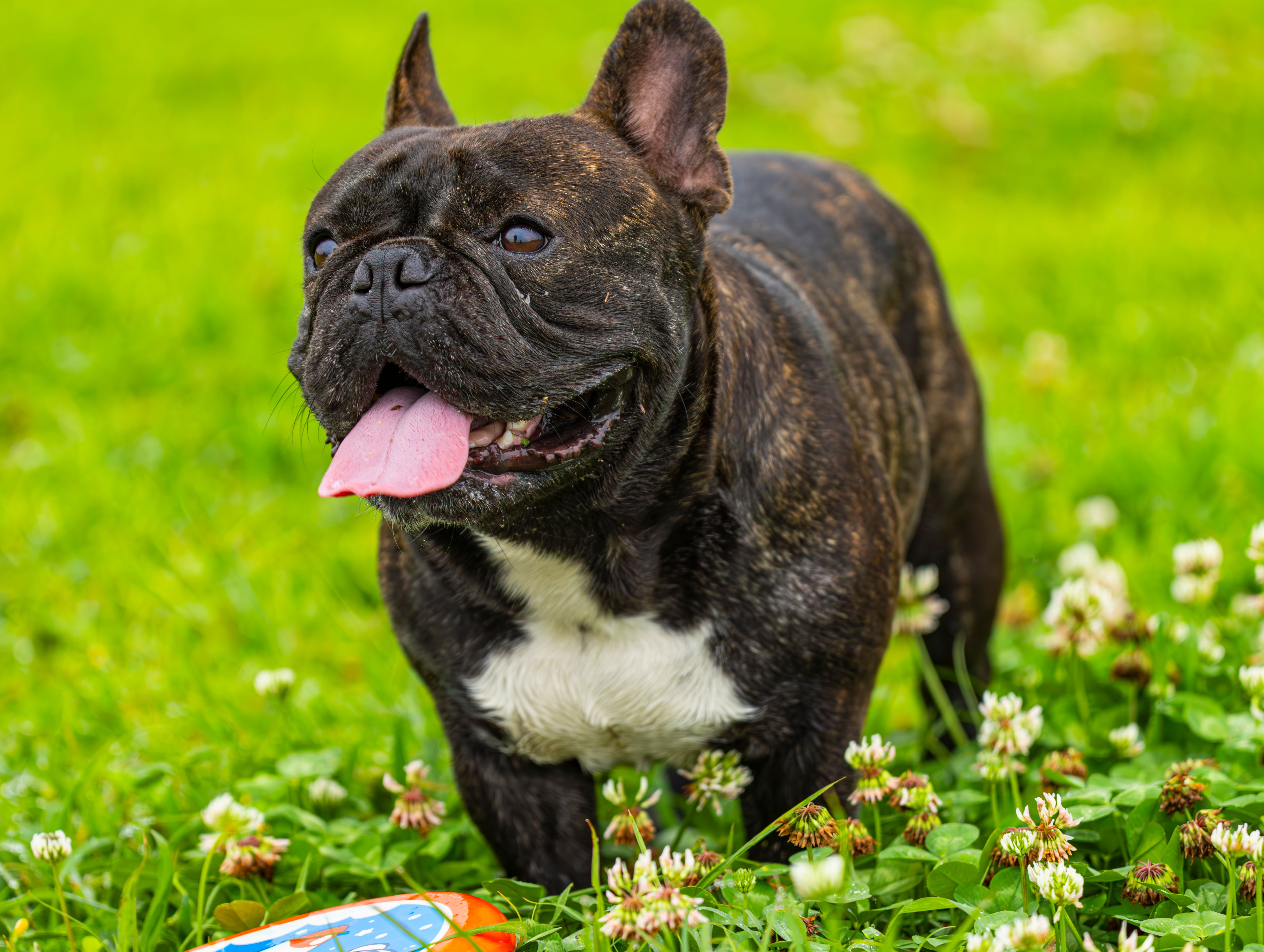 Pet-Friendly Activities: 10 Ideas for You and Your Furry Friend