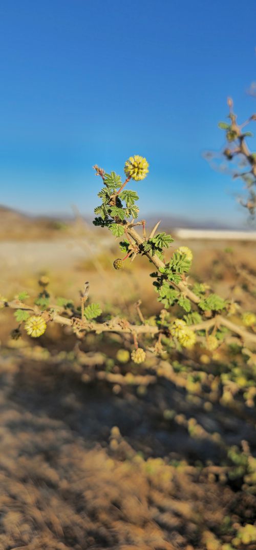 Free Shrub Lycium shawi  Stock Photo