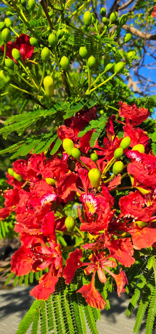 Free Royal Poinciana tree Stock Photo