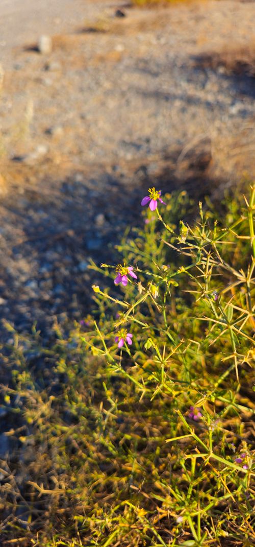 Free dessert shrub plant  Stock Photo