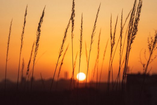 Serene sunset view through tall grass with an orange sky.