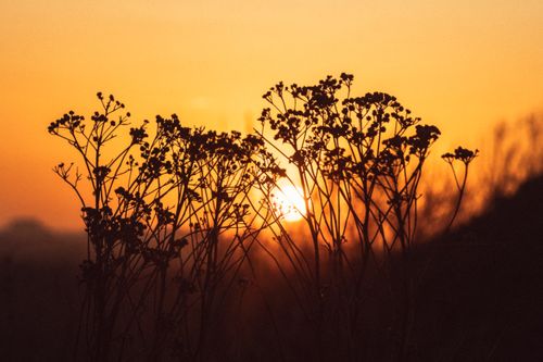 Free Beautiful silhouette of wildflowers set against a vivid orange sunset sky. Stock Photo