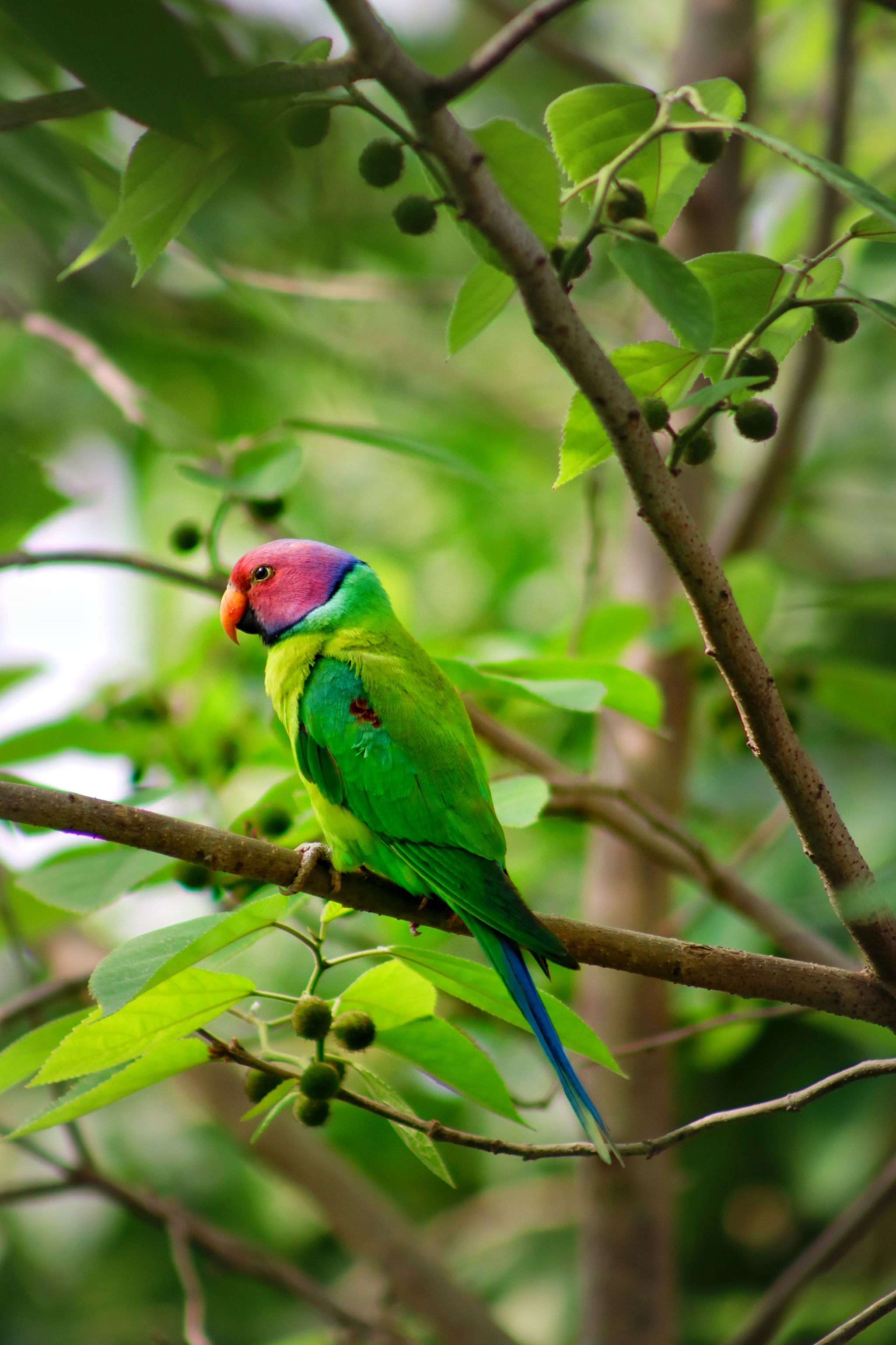 Vibrant plum-headed parakeet perched on a branch amidst lush green foliage.