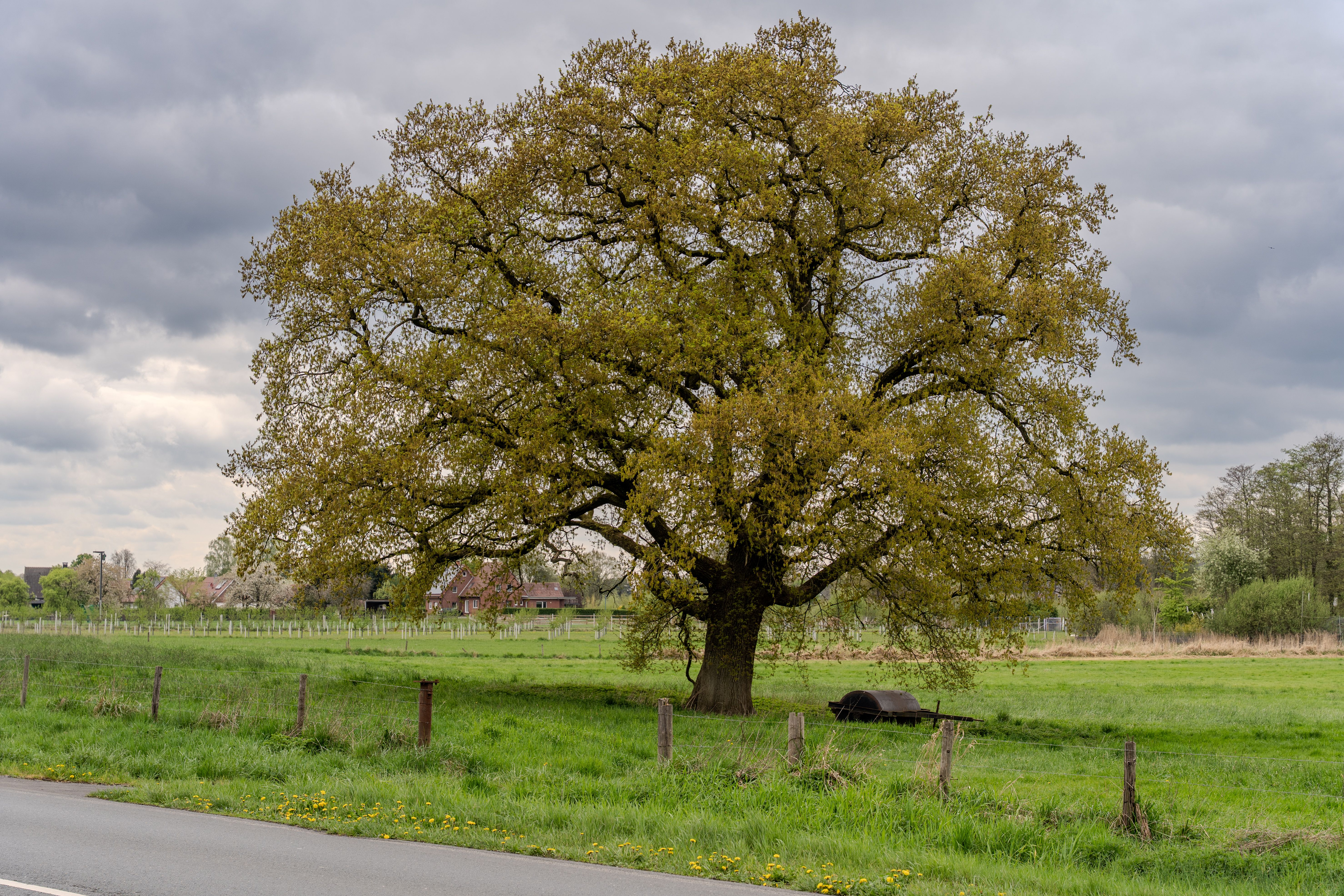 Majestic Oak Tree in a Spring Countryside Landscape · Free Stock Photo