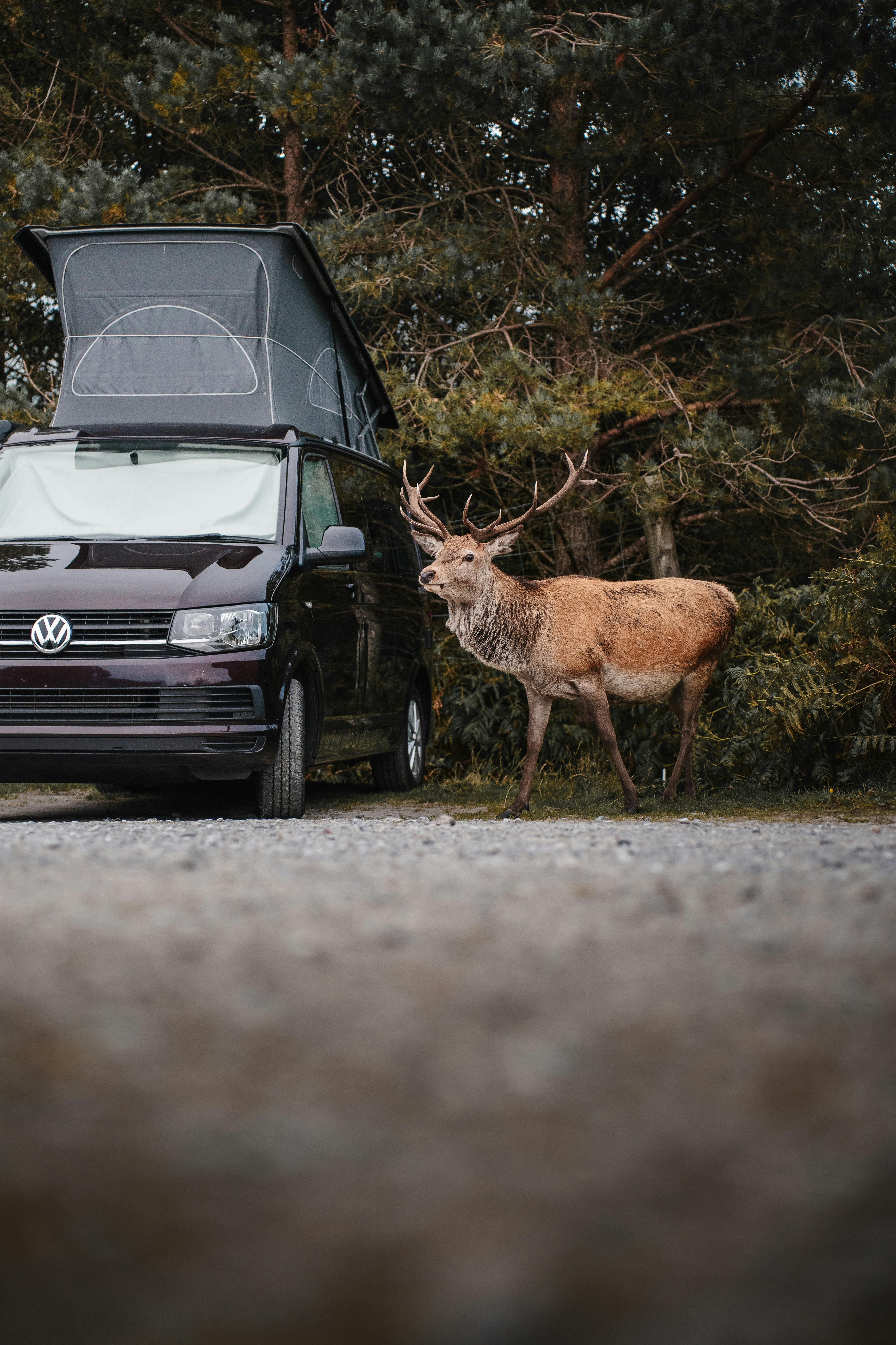grátis Foto profissional grátis de @exterior, acampamento, ambiente natural Foto profissional