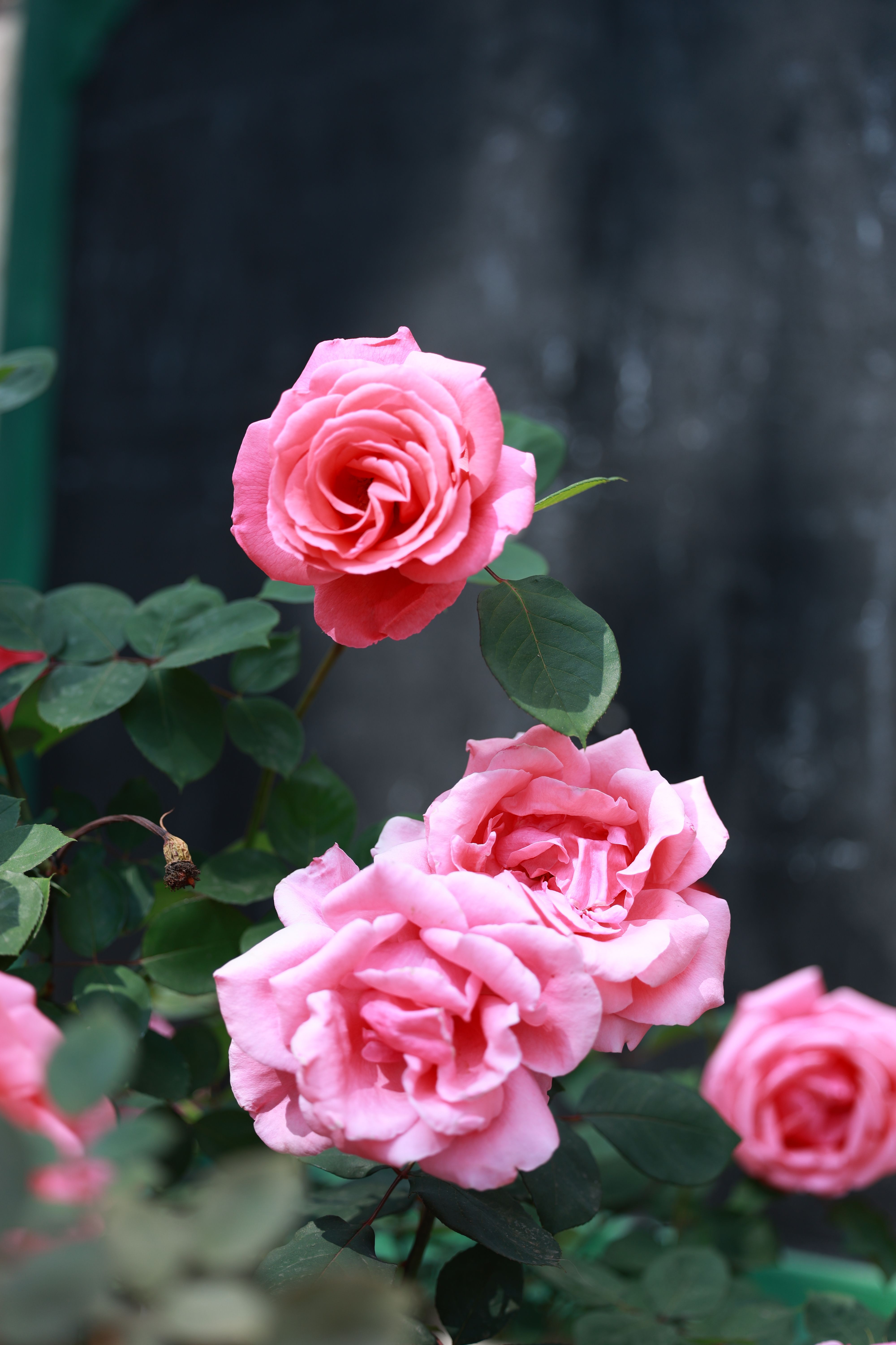 Vibrant Pink Roses Blooming in Garden · Free Stock Photo