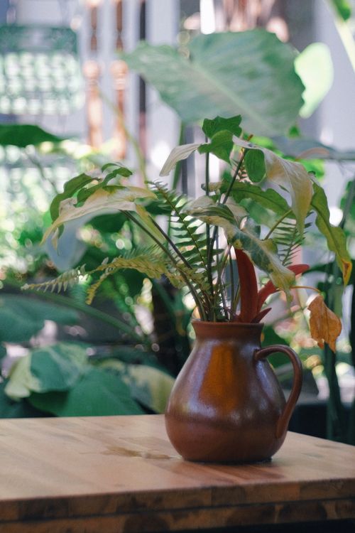 Free Brown ceramic vase with assorted green plants on a wooden table indoors. Stock Photo