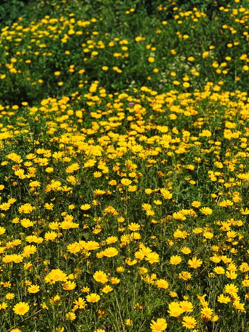 Free A lush, sunlit field filled with vibrant yellow daisies in Antalya, Turkey, capturing the essence of spring. Stock Photo