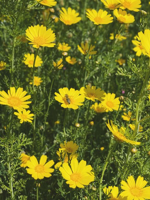 Free Vibrant field of yellow daisies with a bee, basking under Antalya's summer sun. Stock Photo
